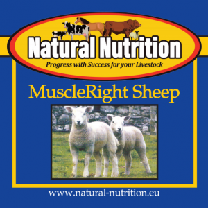 Muscle Right Sheep