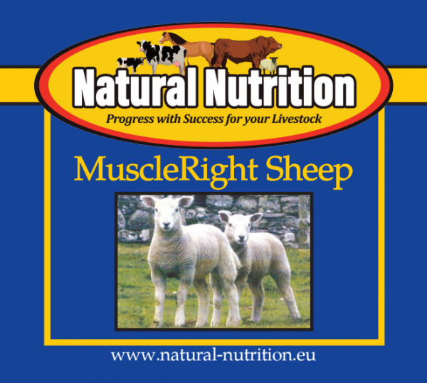 Muscle Right Sheep