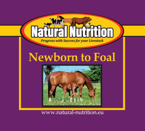 Newborn to Foal