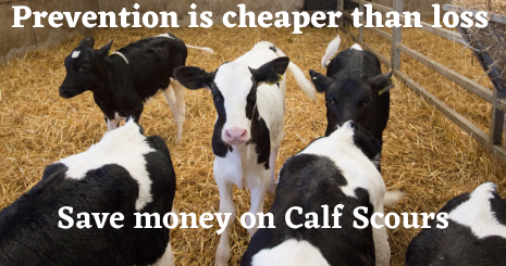 Calf scour solutions Calves