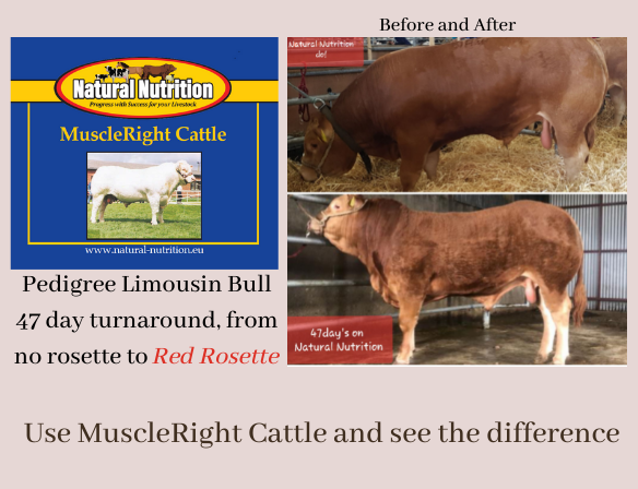 MuscleRight Cattle